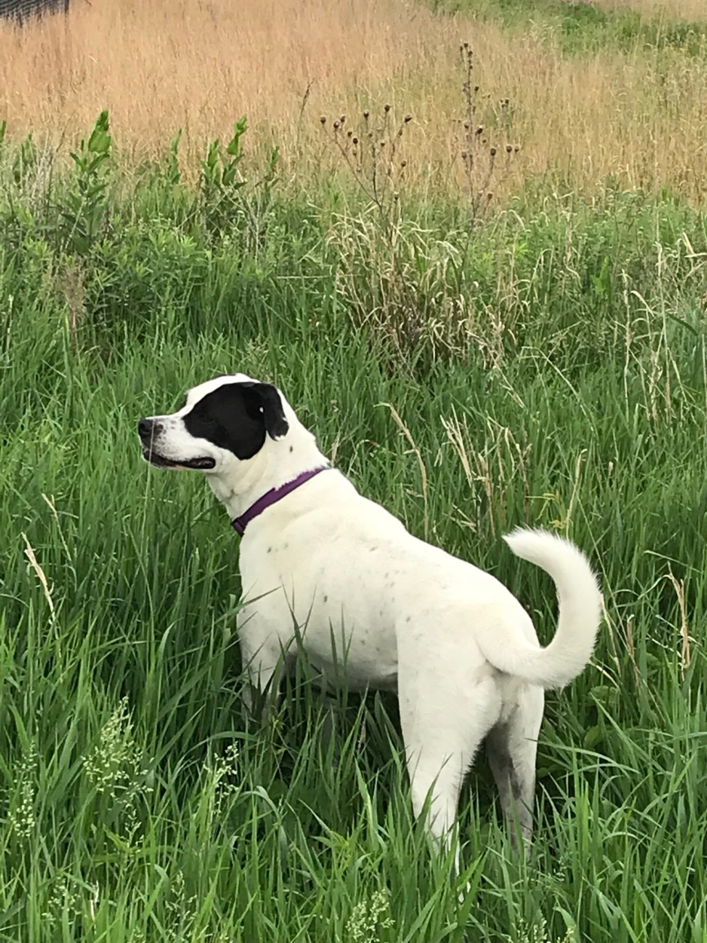 The Myth of Greener Grass: Finding&nbsp;Contentment