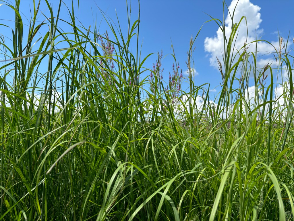 Think, Think, Overthink