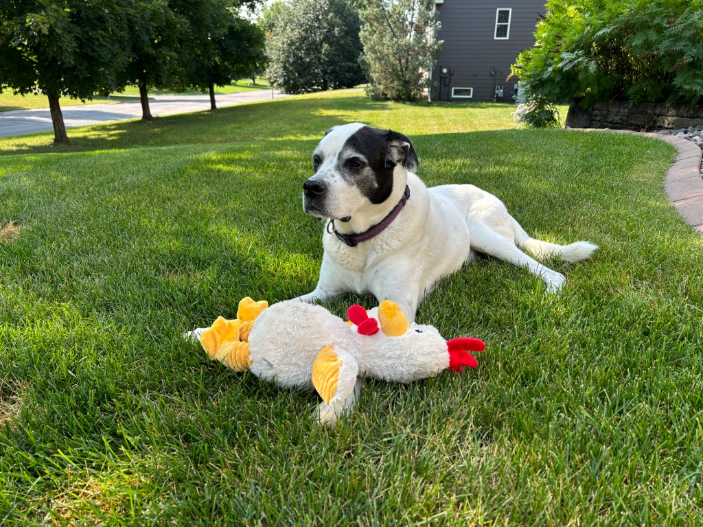 Let the Dog Days of Summer Lead to New Paths (and&nbsp;Podcasts)