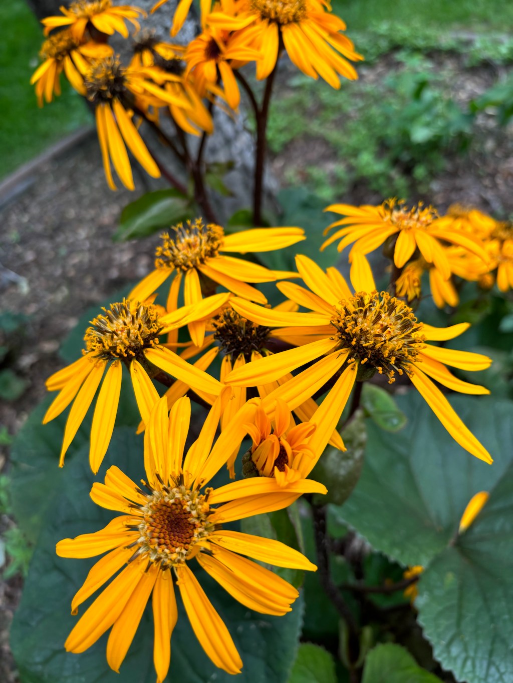 Backyard Beauties Waiting to be&nbsp;Discovered
