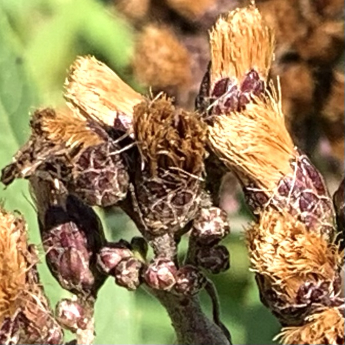 Take a Closer Look: Wildflowers Know a Lot About&nbsp;Growth