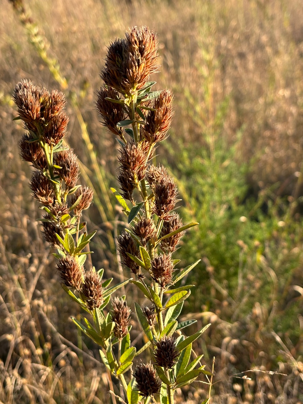 The Occasional All-nighter