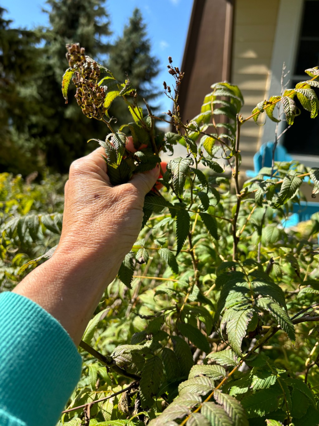 Deadheading the Spirea