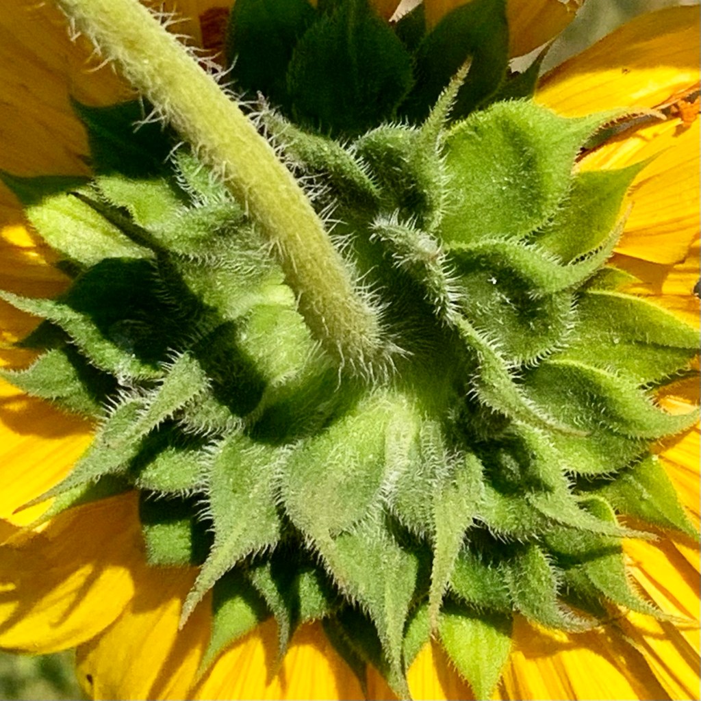 Permission to Bow Out: Why Staying Home is Sometimes the Best&nbsp;Choice