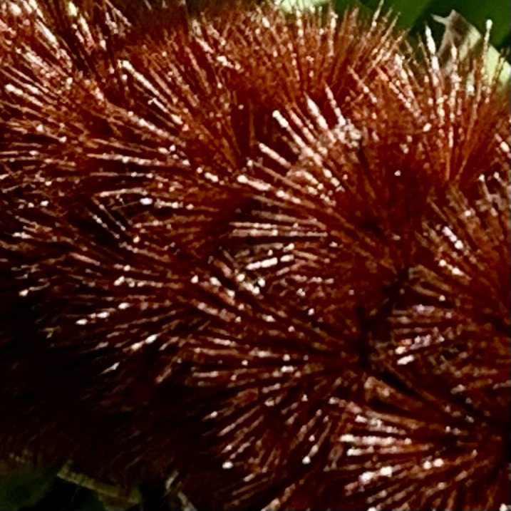 The Isabella Tiger Moth: Folklore and Seasonal&nbsp;Reflections