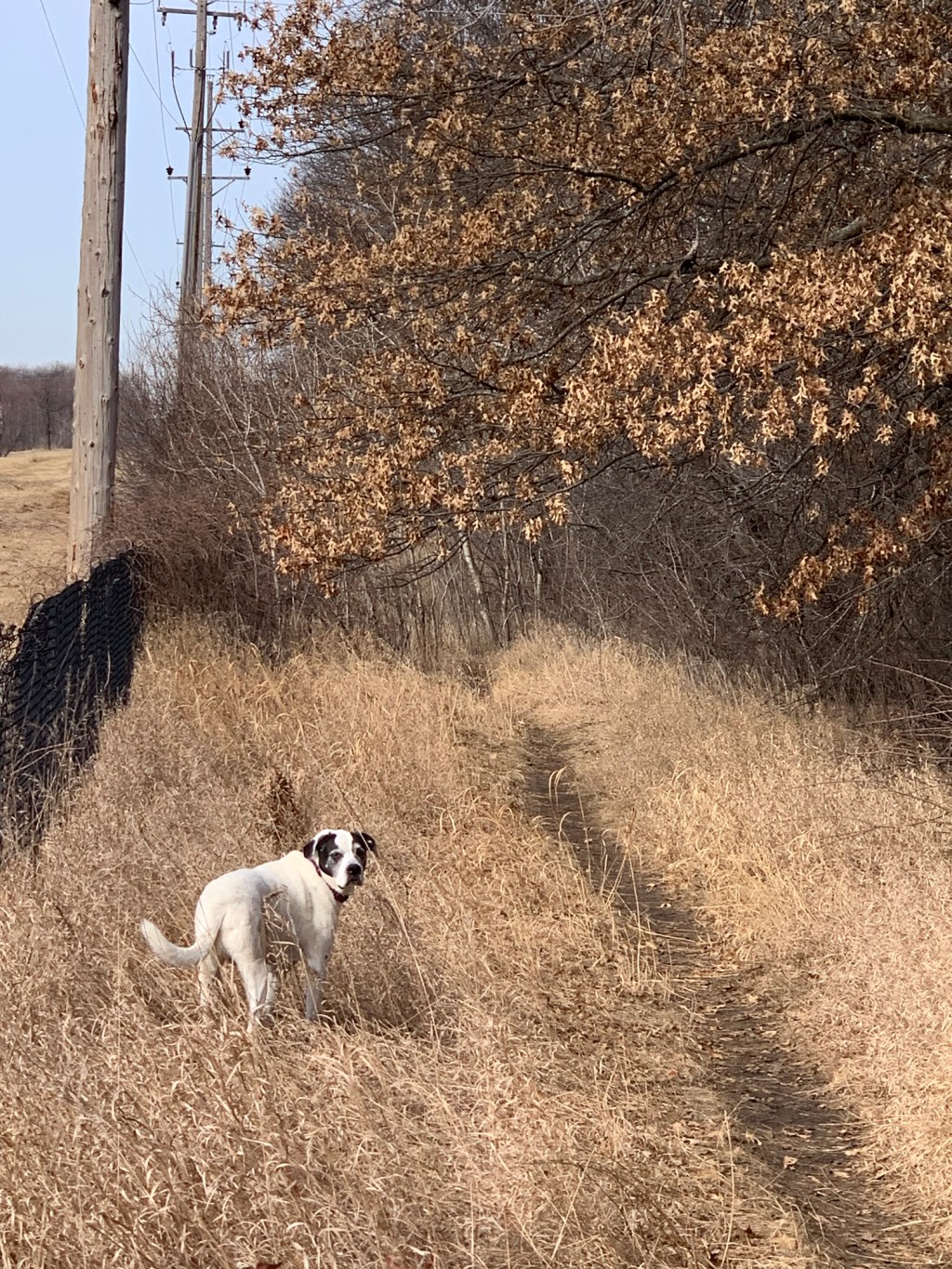 Return of the&nbsp;King